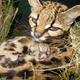 Illustration for article titled BREAKING CUTENESS NEWS: Baby Margay is Cute